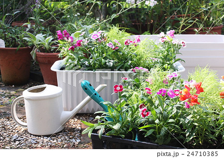 ガーデニング 花苗をプランターに植える ガーデニング 花苗をプランターに植える 24710385
