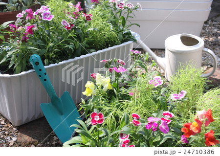 ガーデニング　花苗をプランターに植える 24710386