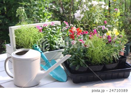 デッキのプランターに花苗を植える 24710389
