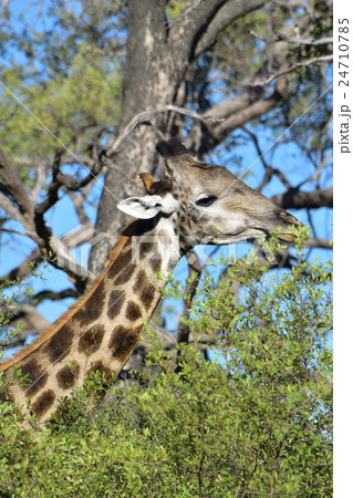 アフリカ野生動物キリン11 アフリカ野生動物キリン11 24710785