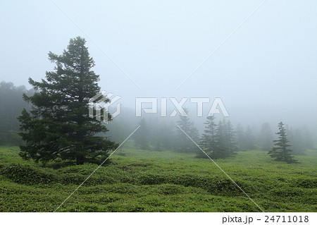 朝霧 朝霧 24711018
