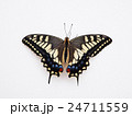 キアゲハ 24711559