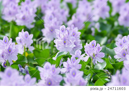 ホテイアオイ 24711603