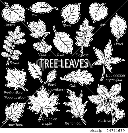 Leaves of Plants Pictogram Set 24711639