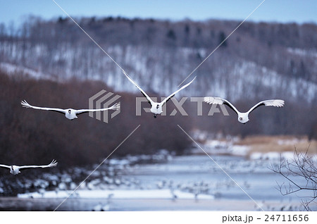 ねぐらから飛び立つタンチョウ 24711656