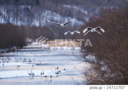 川沿いを飛んでくるタンチョウ 24711707