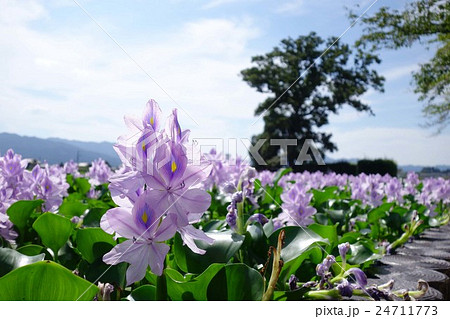 本薬師寺跡のホテイアオイ 24711773