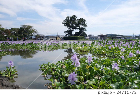 本薬師寺跡のホテイアオイ 本薬師寺跡のホテイアオイ 24711775
