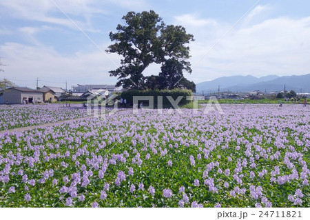 本薬師寺跡のホテイアオイ 24711821