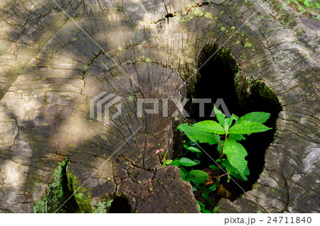 古い切られた切り株から出る新芽の写真素材