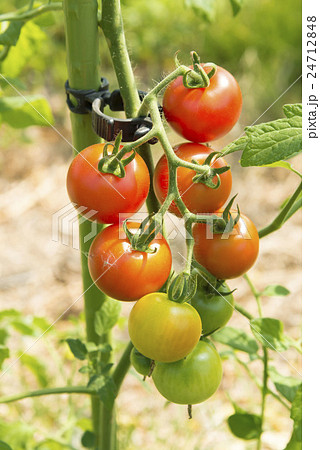 トマト トマト 24712848