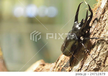 カブトムシ 24712879