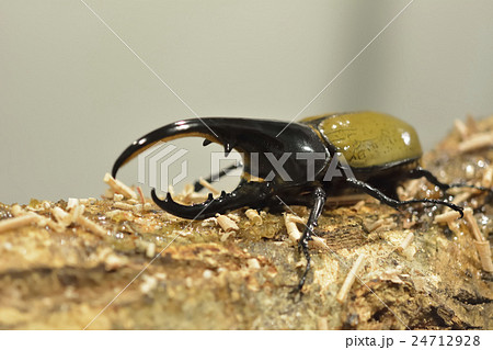 カブトムシ 24712928