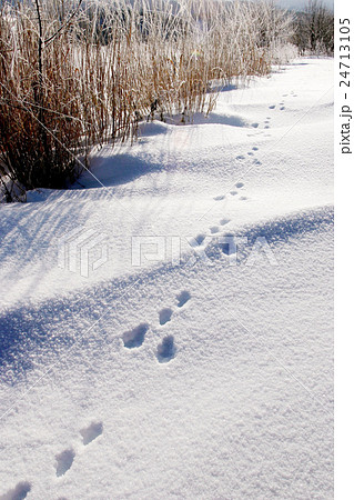 冬の雪面 冬の雪面 24713105