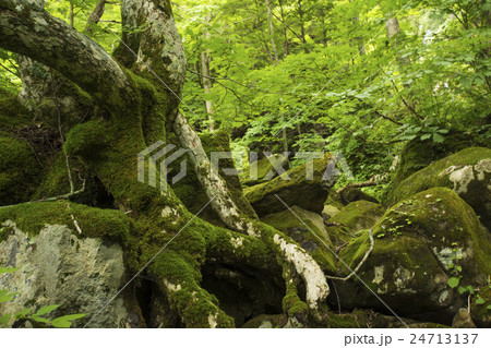岩を跨ぐ樹木 24713137