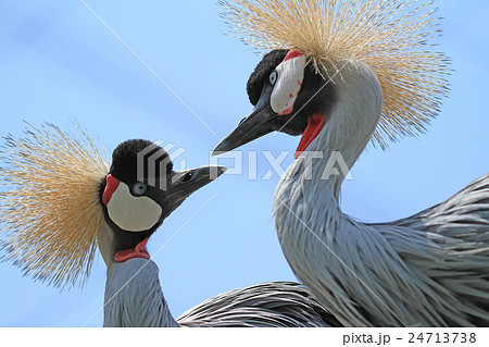 ホオジロカンムリヅル 24713738