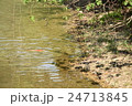 川辺の鯉 24713845