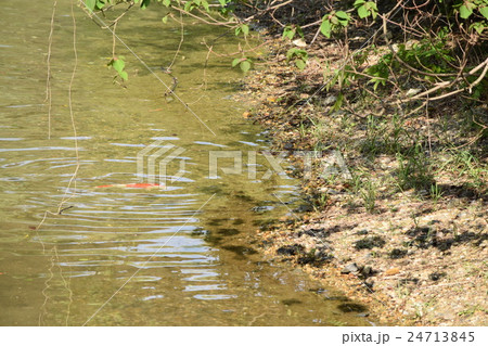 川辺の鯉 24713845