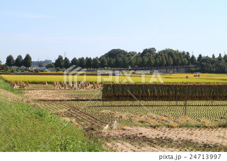 田んぼ　藁ニオ 24713997