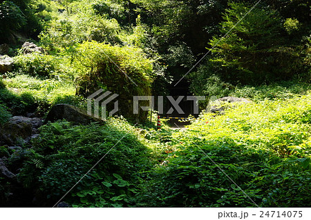 石見銀山大久保間歩ツアーの坑道入り口 24714075
