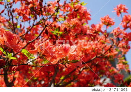 華やかなオレンジ色のエクスバリーアザレア 華やかなオレンジ色のエクスバリーアザレア 24714091