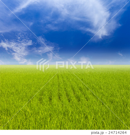Green paddy rice field and blue sky. 24714264