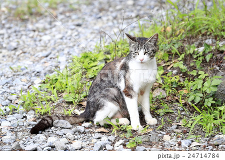 野良猫 24714784