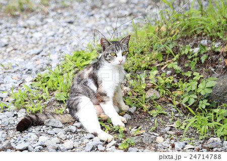 野良猫 野良猫 24714788