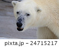 ホッキョクグマのお顔 24715217