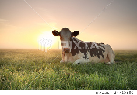 relaxed cow on pasture at sunrise relaxed cow on pasture at sunrise 24715380