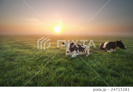 relaxed cows on pasture at sunrise relaxed cows on pasture at sunrise 24715381
