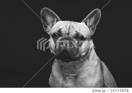 Beautiful french bulldog dog 24715878
