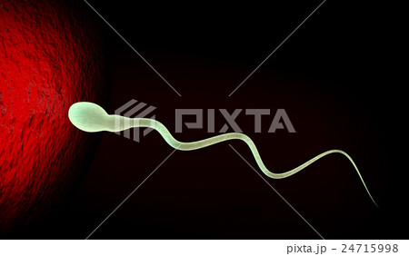 Cartoon illustration of human sperms and egg 24715998