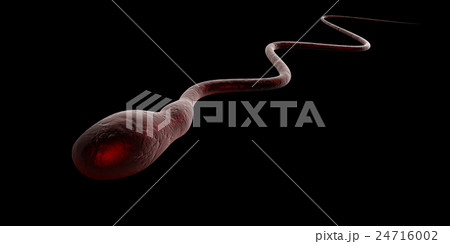 Cartoon illustration of human sperms and egg 24716002