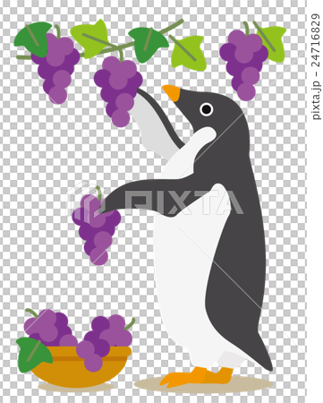 Adelie penguin days Autumn harvest grape hunting 24716829