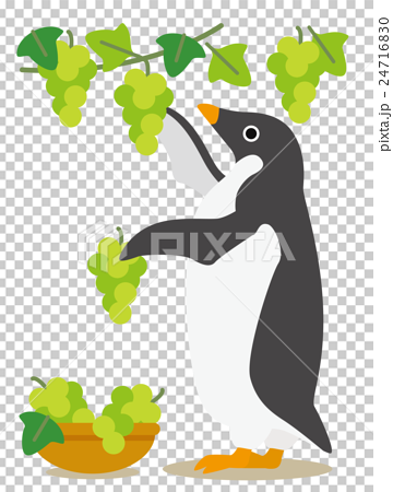 アデリーペンギンな日々　秋の収穫ぶどう狩り 24716830