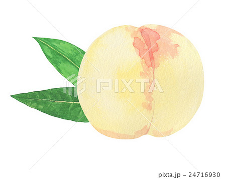 清水白桃 水彩画 清水白桃 水彩画 24716930