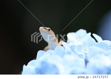 カナヘビとアジサイの花 24717257