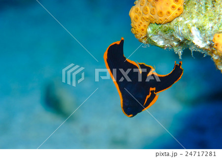 アカククリの幼魚 アカククリの幼魚 24717281