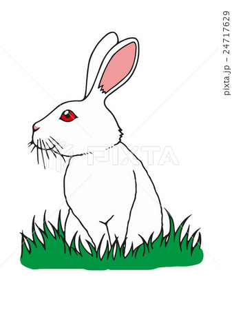 ウサギ 24717629