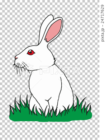 ウサギ 24717629