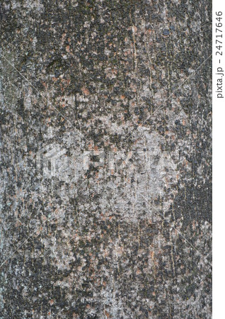 ホルトノキの木肌 ホルトノキの木肌 24717646