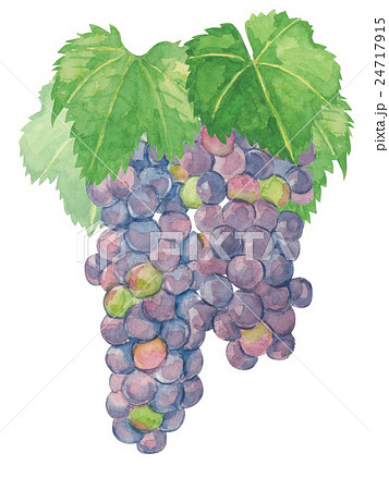 葡萄　マスカットベリーA　水彩 24717915