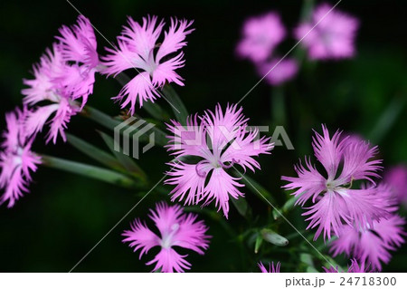 カワラナデシコ カワラナデシコ 24718300