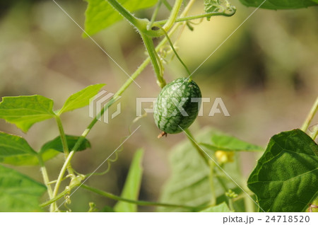 新野菜 24718520