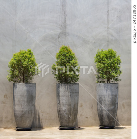 Pine tree seedlings on Bare plaster concrete wall 24718905