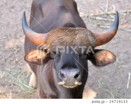 gaur head 24719133