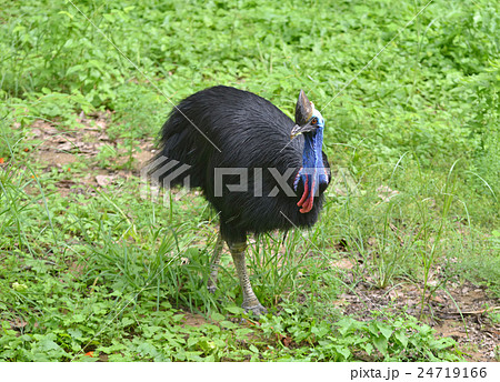 cassowary bird cassowary bird 24719166