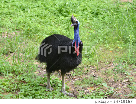cassowary bird cassowary bird 24719167