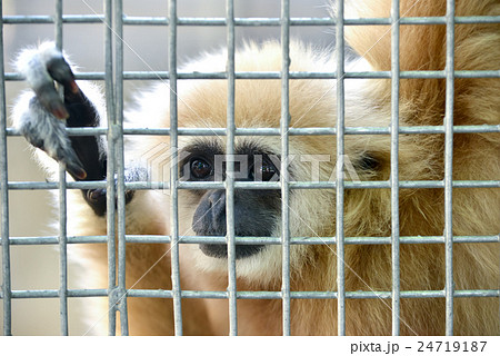 gibbon in cage gibbon in cage 24719187